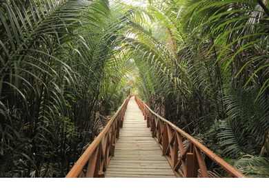 Dhaninallah Mangrove Walkway